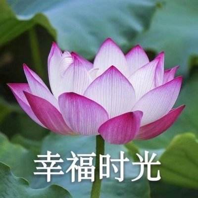 阴阳三国志单机游戏下载