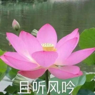 海岛奇兵网易版本下载